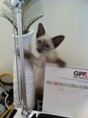 /album/kitten-marz-2011/foto-5-jpg/